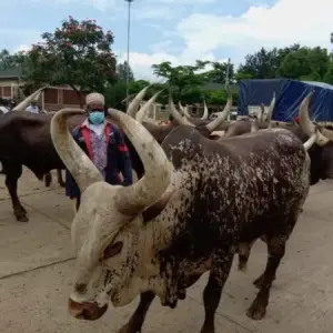 Why Ethical Meat Matters: How dannykam Butchery Champions Sustainability & Quality